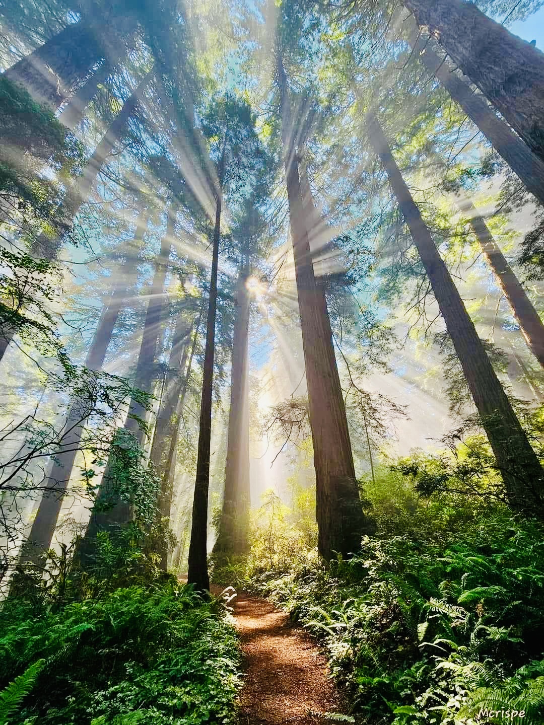 foret
